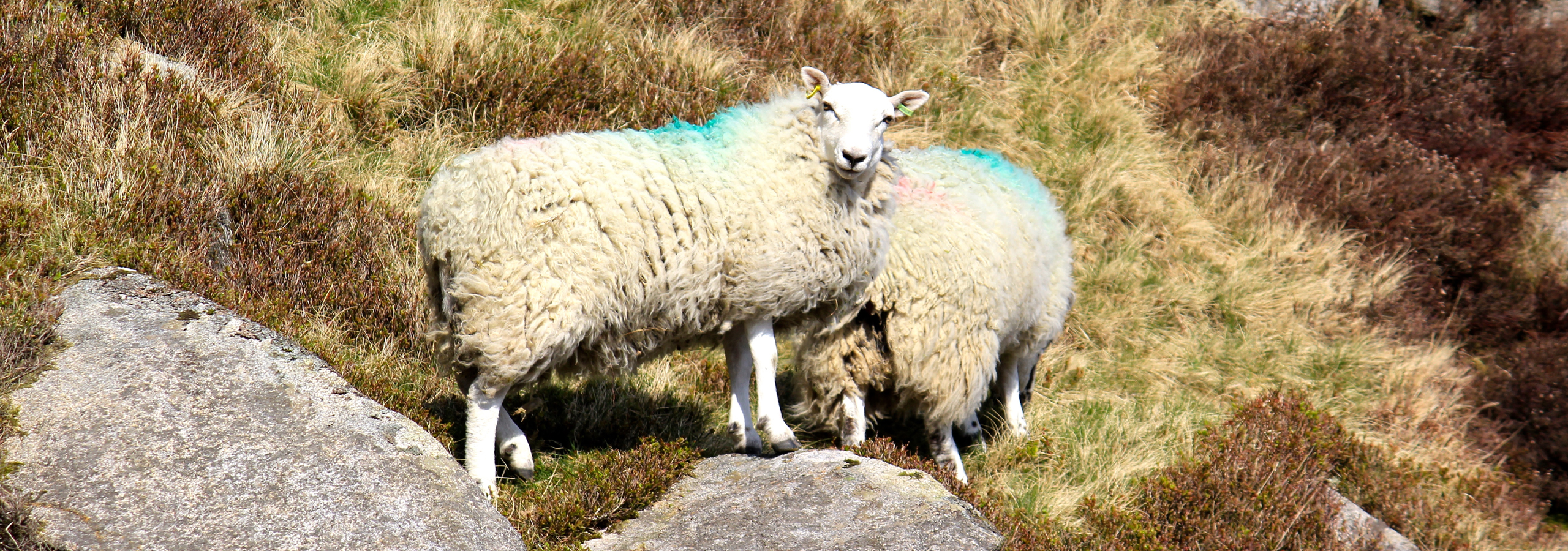 Mournes sheep
